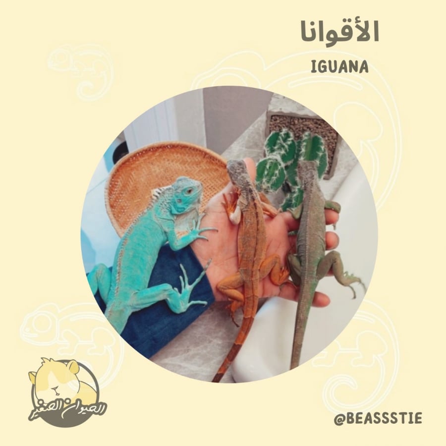 الأقوانا