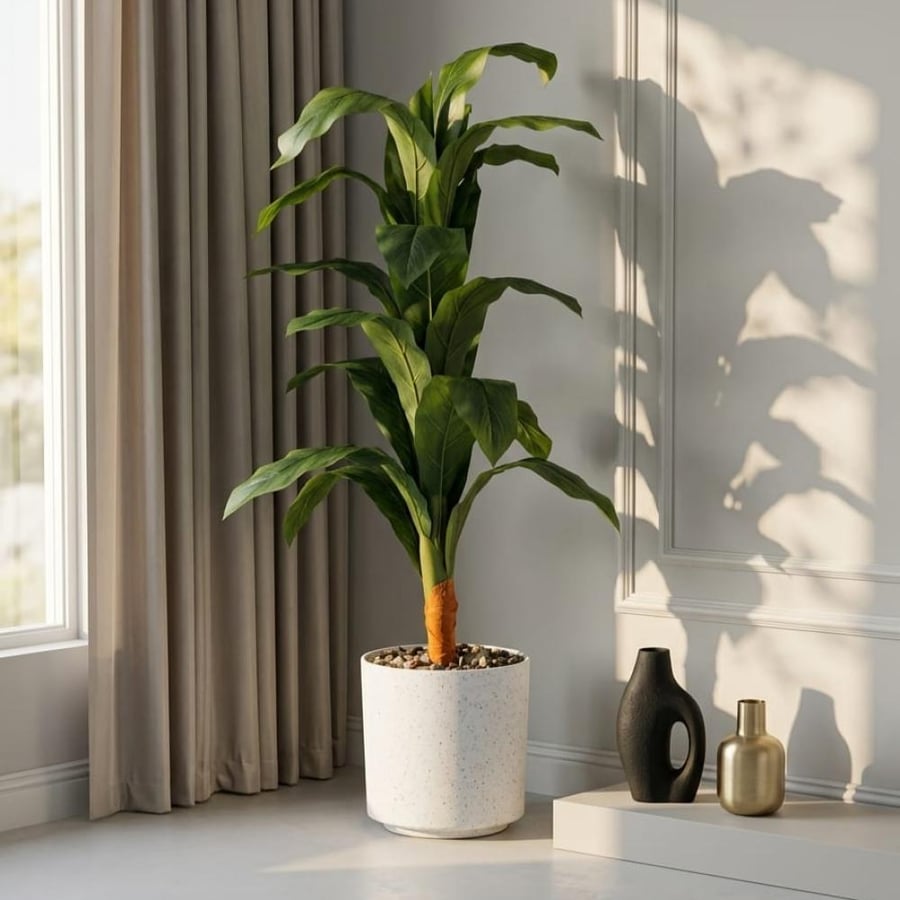 Banana Plant) أو دراكينا (Dracaena) أو نبتة الطاقه (Corn Plant - Dracaena fragrans)، والتي تُستخدم كثيرًا في تزيين الزوايا داخل المنازل والمكاتب.