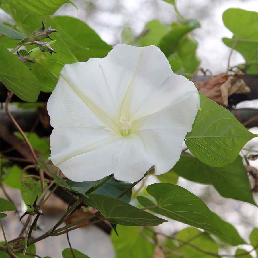 بذور زهرة القمر - MOONFLOWER TALL NIGHT FLOWERING Seeds