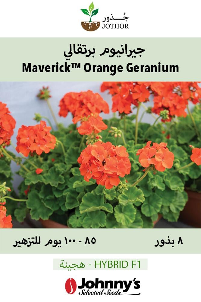 بذور جيرانيوم برتقالي - Maverick™ Orange Geranium Seed