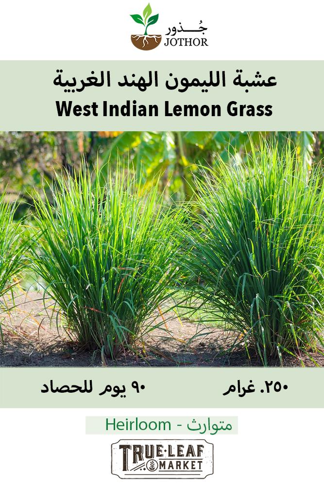 بذور عشبة الليمون الهند الغربية - Lemon Grass Seeds West Indian Seeds