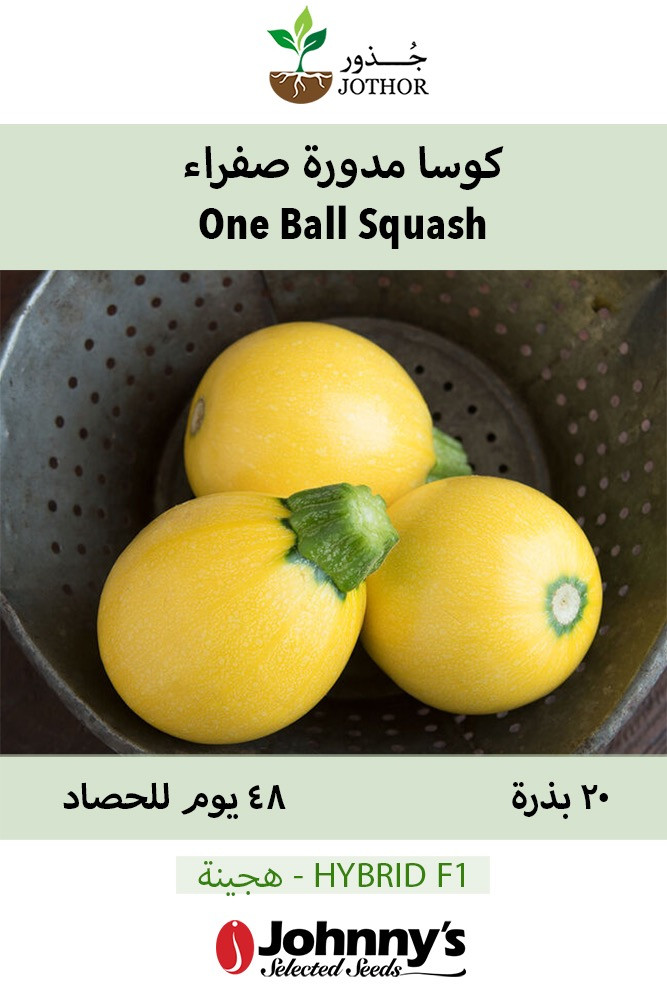 بذور كوسا مدورة صفراء - One Ball Squash Seeds