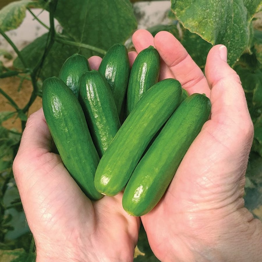 بذور خيار ميني مي ذاتي التلقيح عضوي - Minime Cucumber Seeds