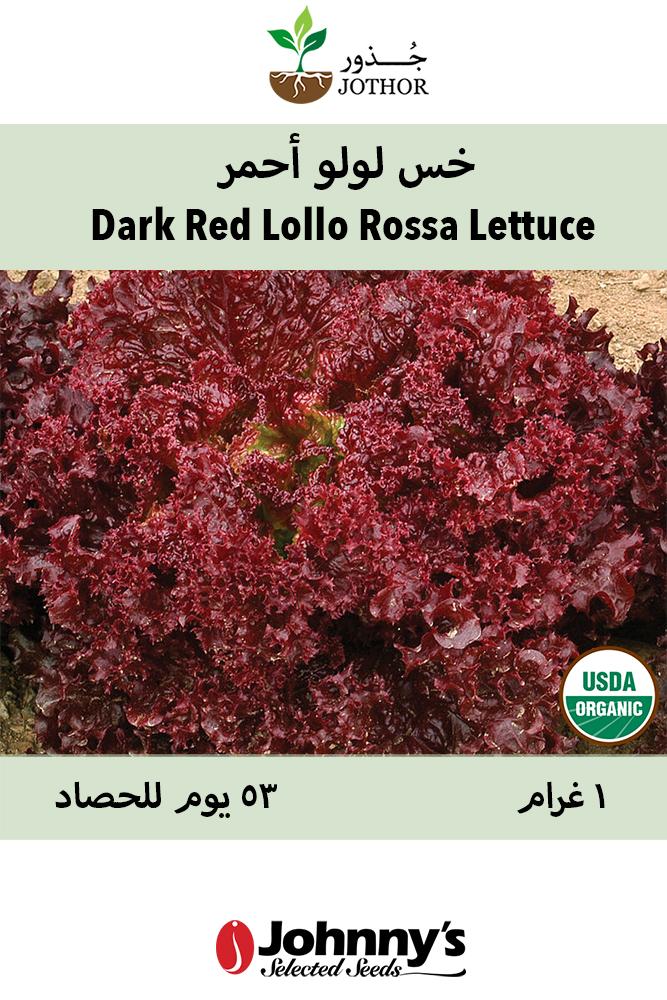 بذور خس لولو - Dark Lollo Rossa Lettuce Seeds