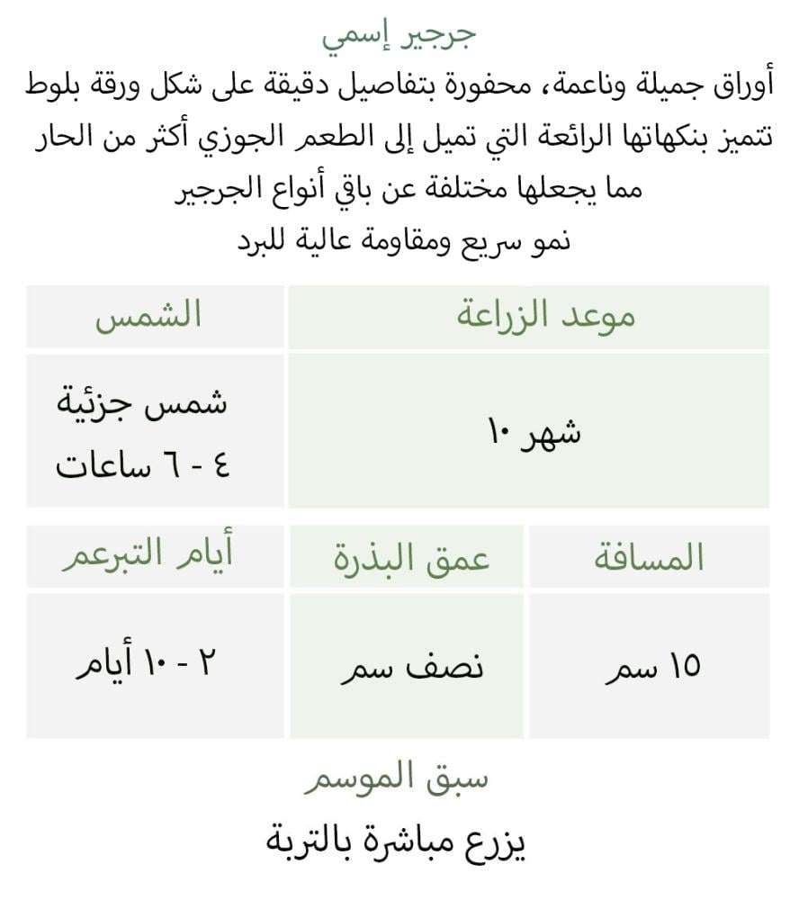 بذور جرجير اسمي - ESMEE ARUGULA SEEDS