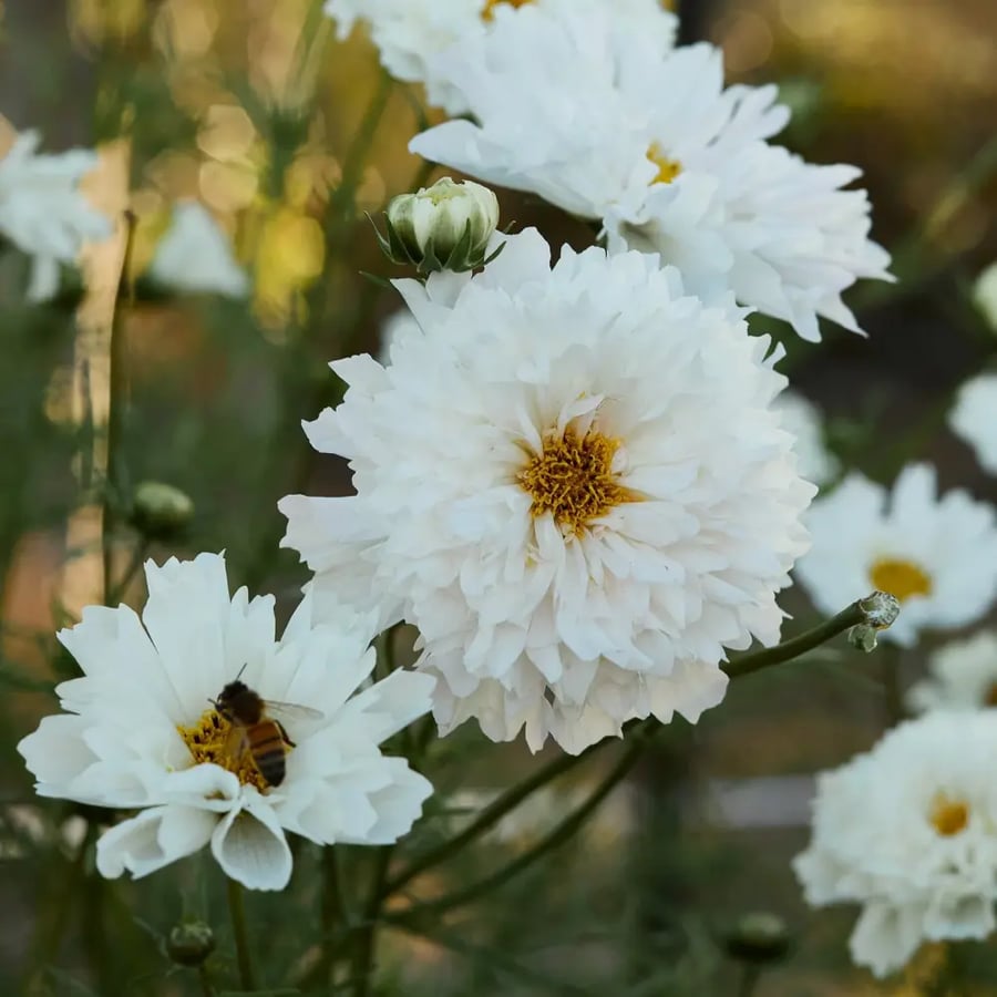 بذور كوسموس مزدوجة كرات الثلج - Double Click Snow Puff Cosmos Seed