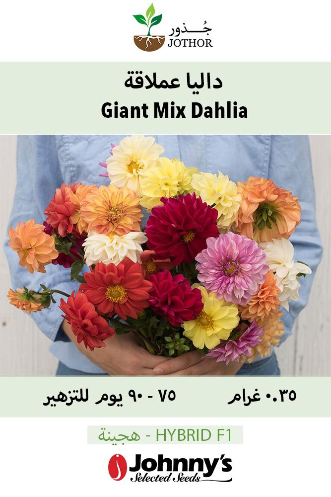 بذور داليا عملاقة - Giant Mix Dahlia Seeds