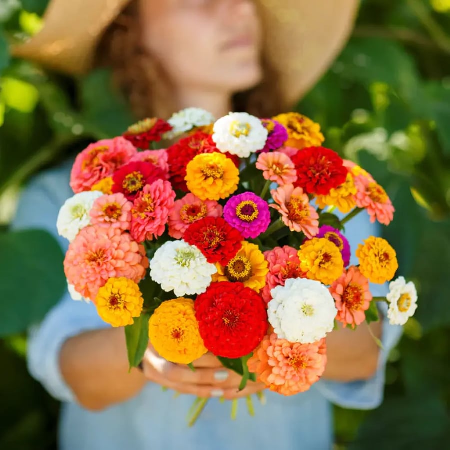 بذور زينيا باميلا الملونة - Zinnia Seeds - Pumila / Cut & Come Again Mix