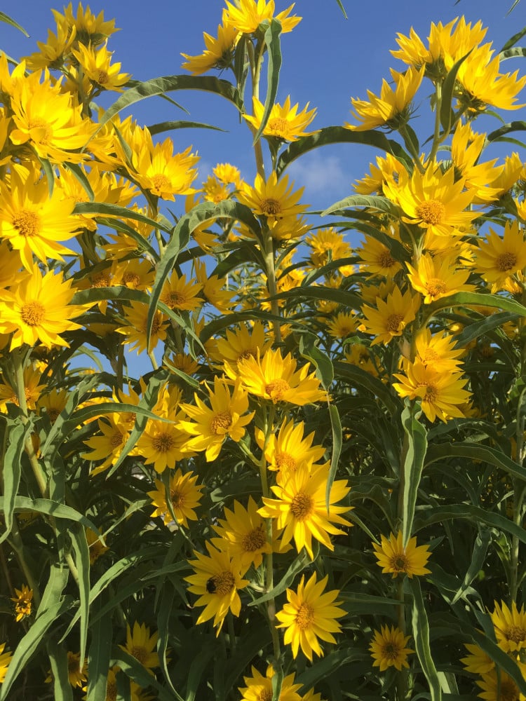 بذور دوار الشمس ماكسيميليان - SUNFLOWER MAXIMILIAN Seeds
