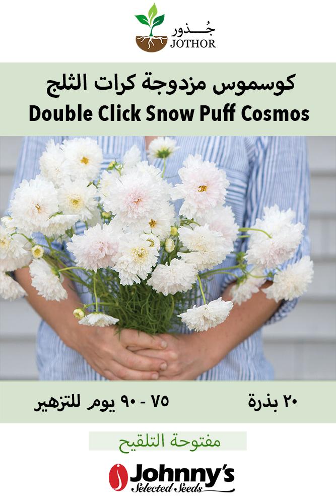 بذور كوسموس مزدوجة كرات الثلج - Double Click Snow Puff Cosmos Seed