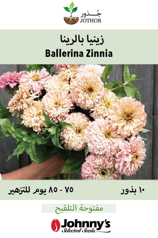 بذور زينيا بالرينا - Ballerina Zinnia Seed