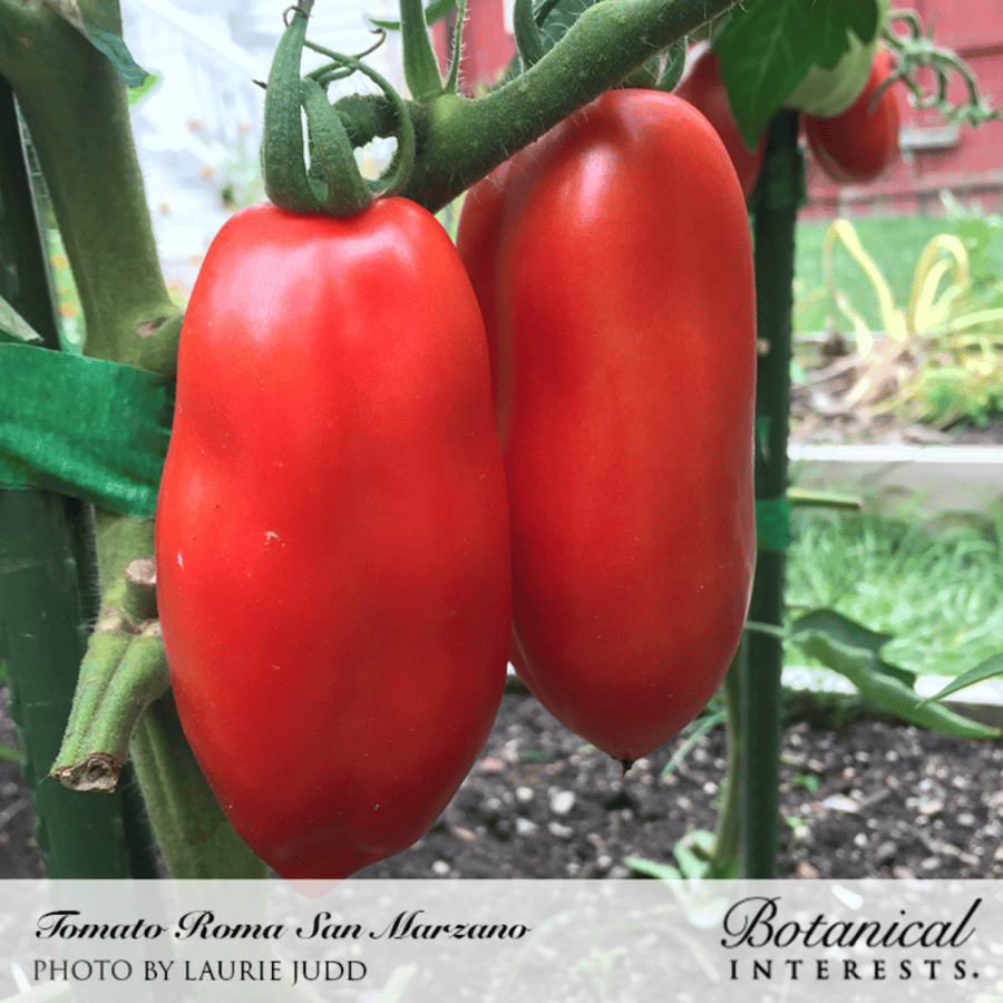 بذور طماطم سان مرزانو - San Marzano Roma Pole Tomato Seeds