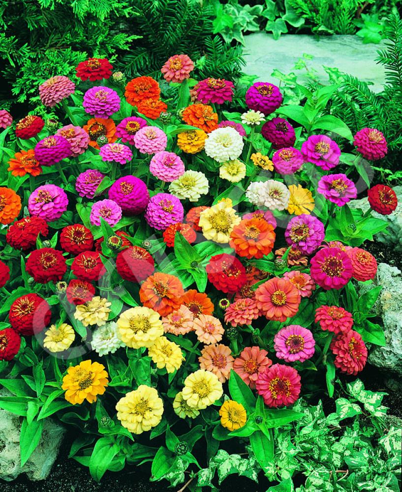 بذور زينيا ثامبلينا قزمية - Zinnia Seeds - Thumbelina Mixture