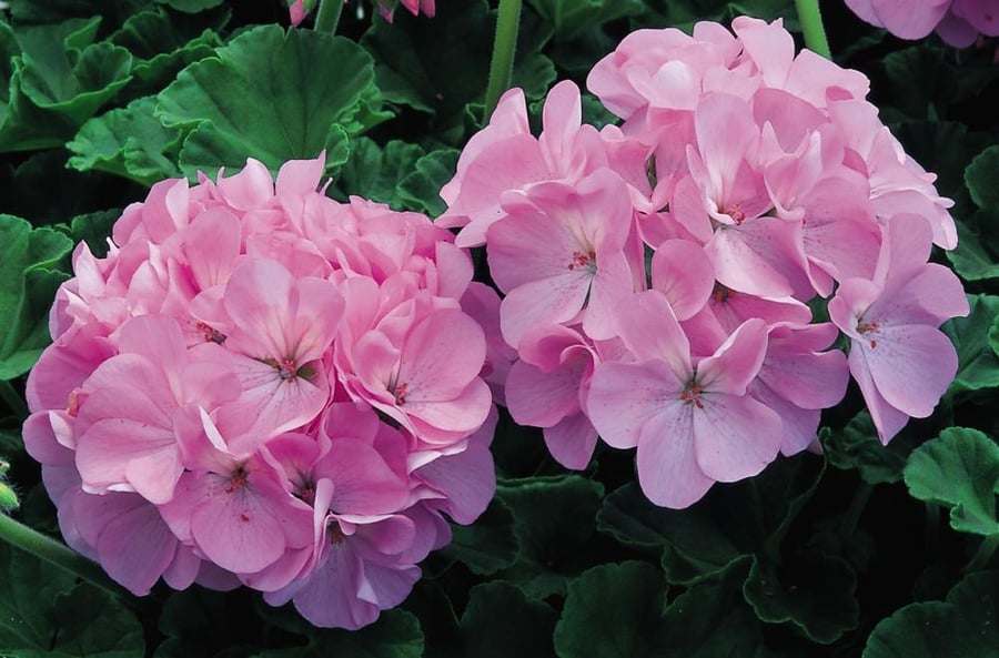 بذور جيرانيوم وردي لؤلؤي - Geranium Seeds - Maverick Series