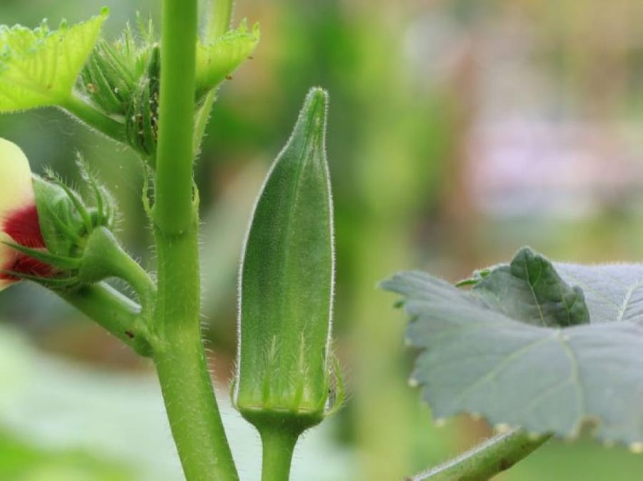 بذور باميا حساوية - Hasawi Okra Seeds