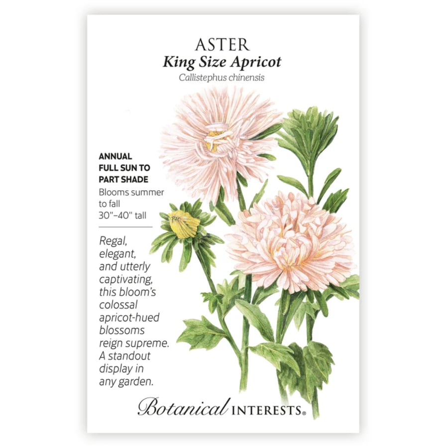 بذور أستر كينج مشمشية - King Size Apricot Aster Seeds