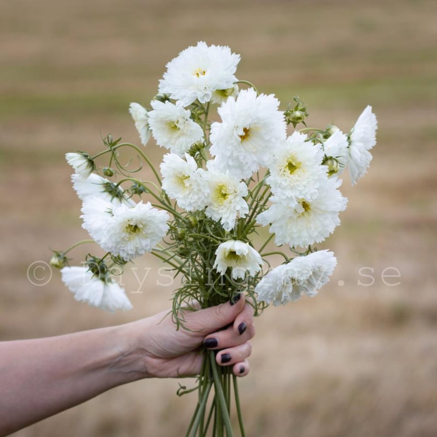 بذور كوسموس مزدوجة كرات الثلج - Double Click Snow Puff Cosmos Seed