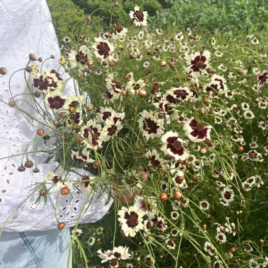 بذور كوريبسيس سورل - Swirl Coreopsis Seeds Seeds