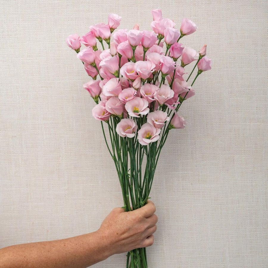 بذور ايستوما فيفيانا وردي - VIVIANA PINK F1 Pelleted Lisianthus Seeds