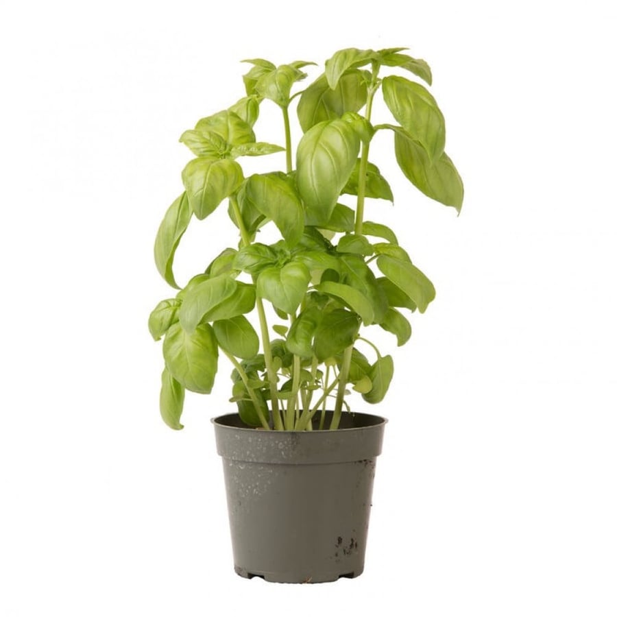 بذور ريحان إيطالي جنفيز - Genovese Basil Seeds
