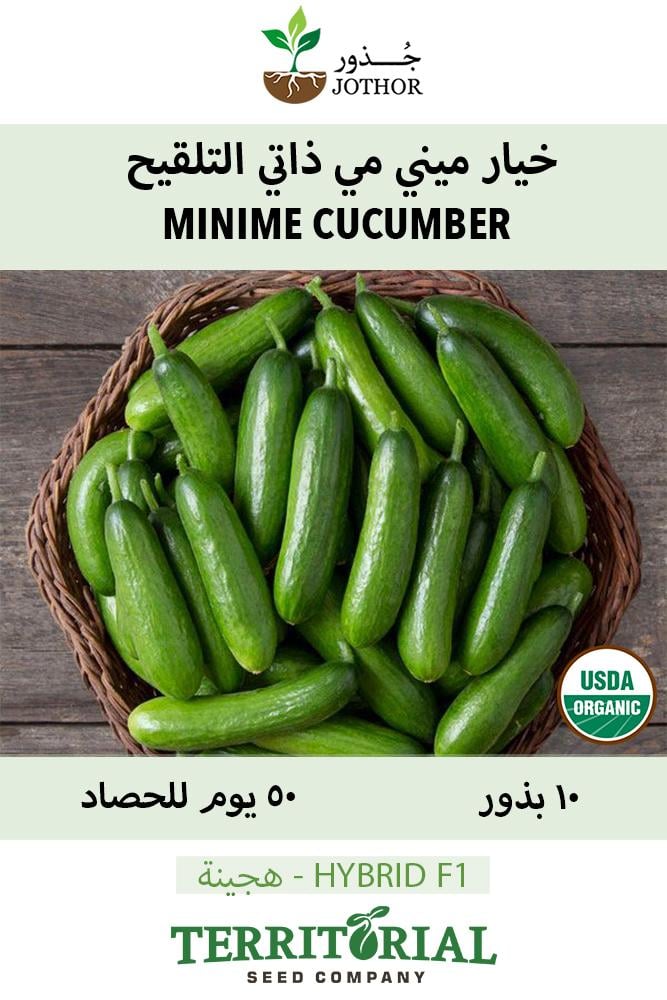 بذور خيار ميني مي ذاتي التلقيح عضوي - Minime Cucumber Seeds