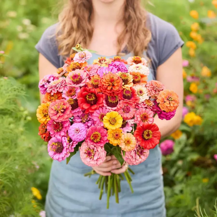 بذور زينيا باميلا الملونة - Zinnia Seeds - Pumila / Cut & Come Again Mix