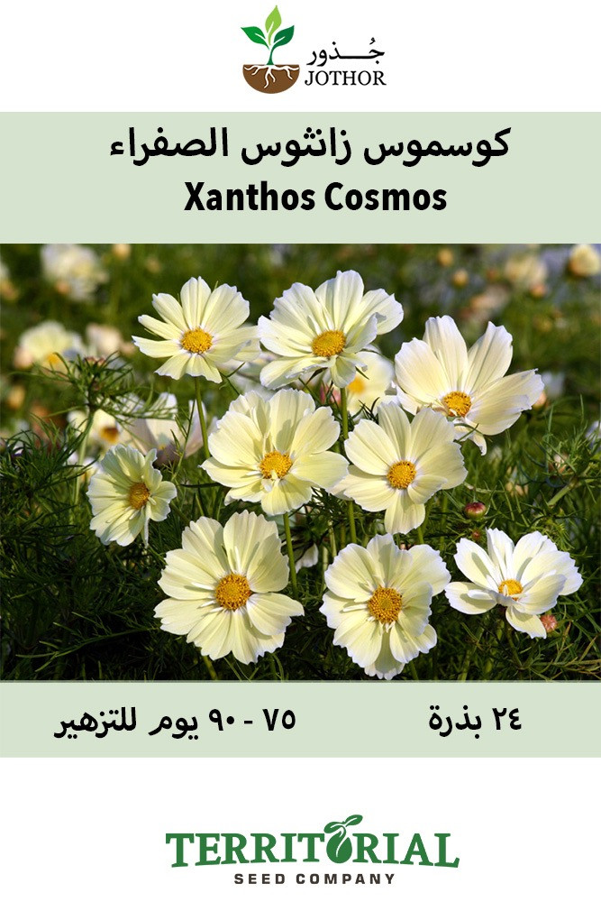 بذور كوسموس زانثوس الصفراء - Xanthos Cosoms Seeds