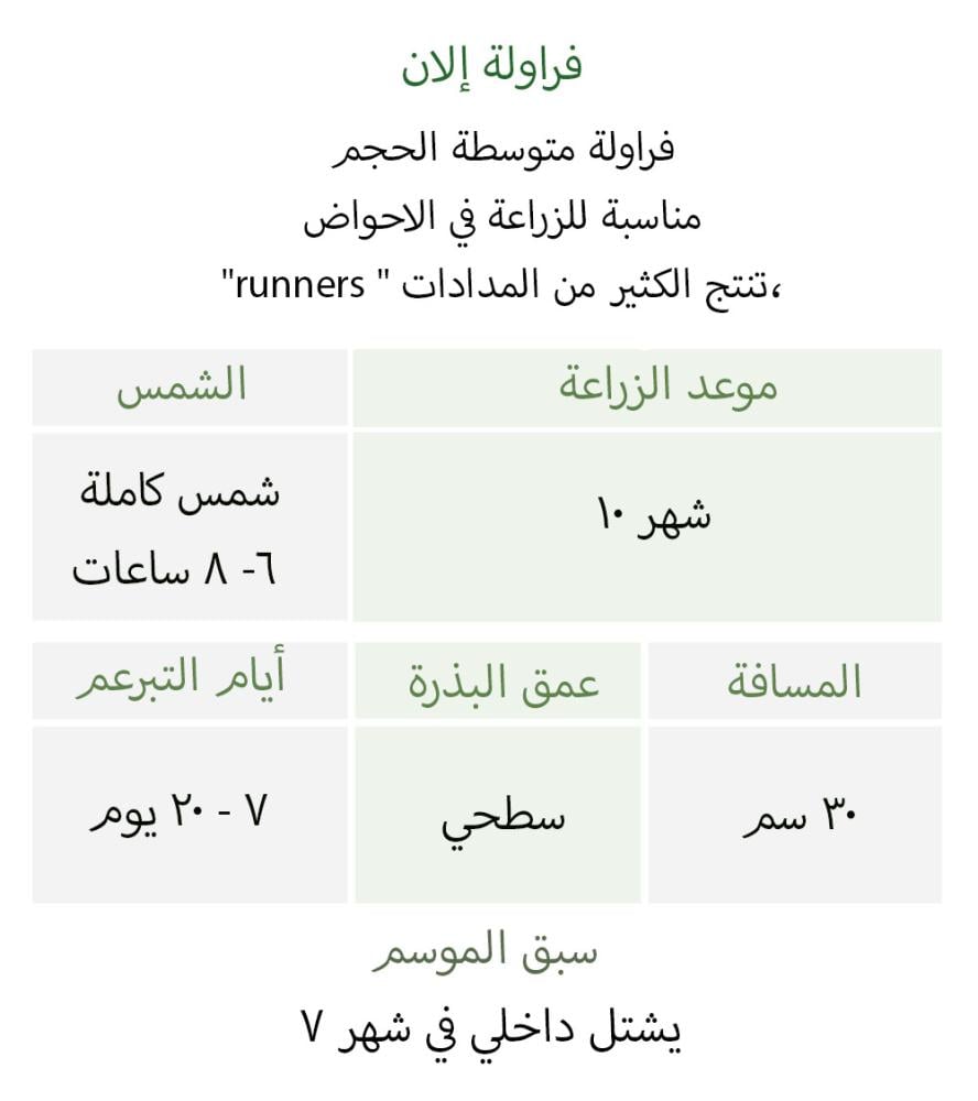بذور فراولة إلان - Elan (F1) Strawberry Seeds