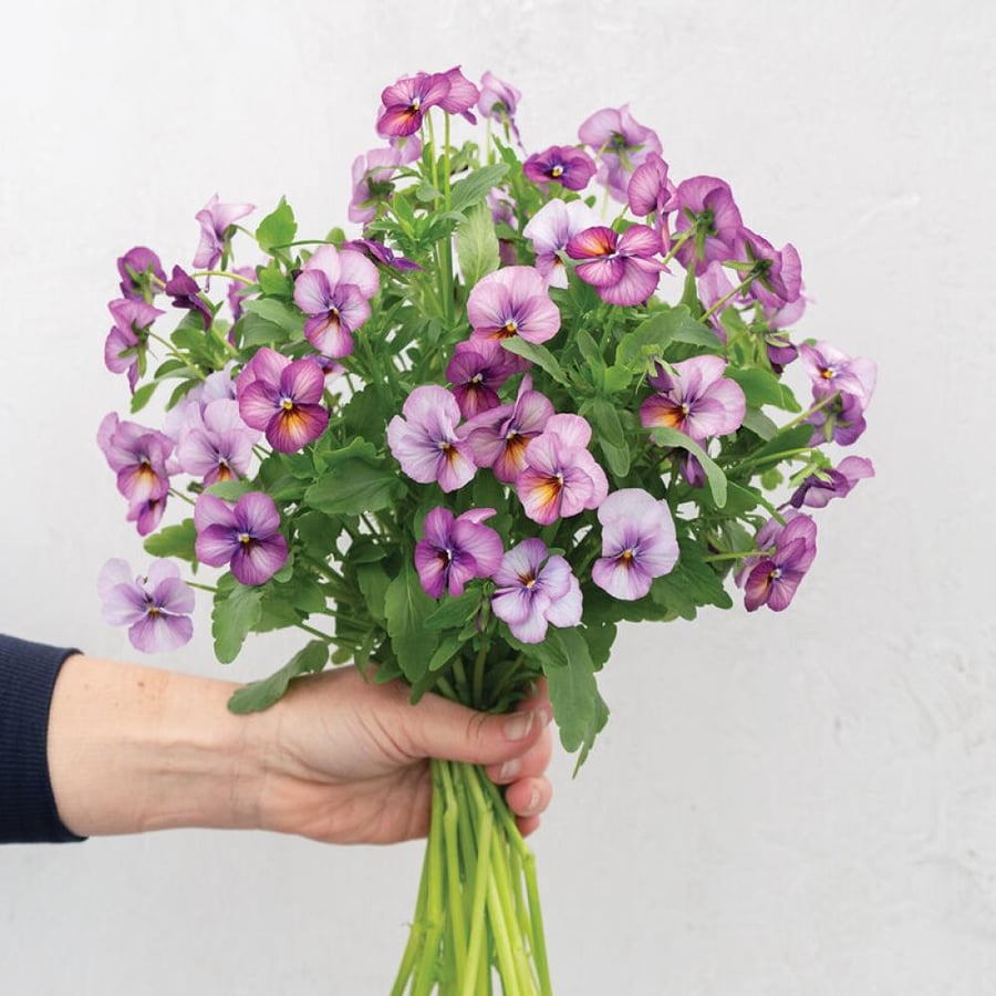 بذور فيولا بلوم أنتيك - Floral Power Plum Antique (F1) Viola Seed