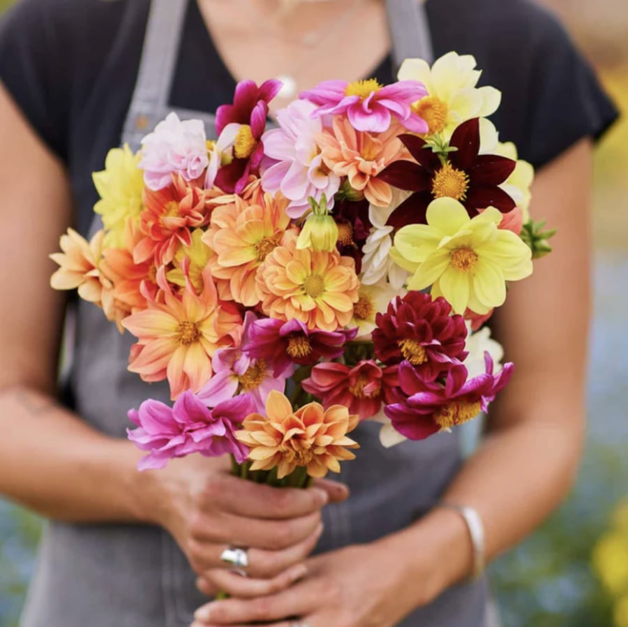 بذور داليا ايرلي بيرد - Early Bird Dahlia Seeds