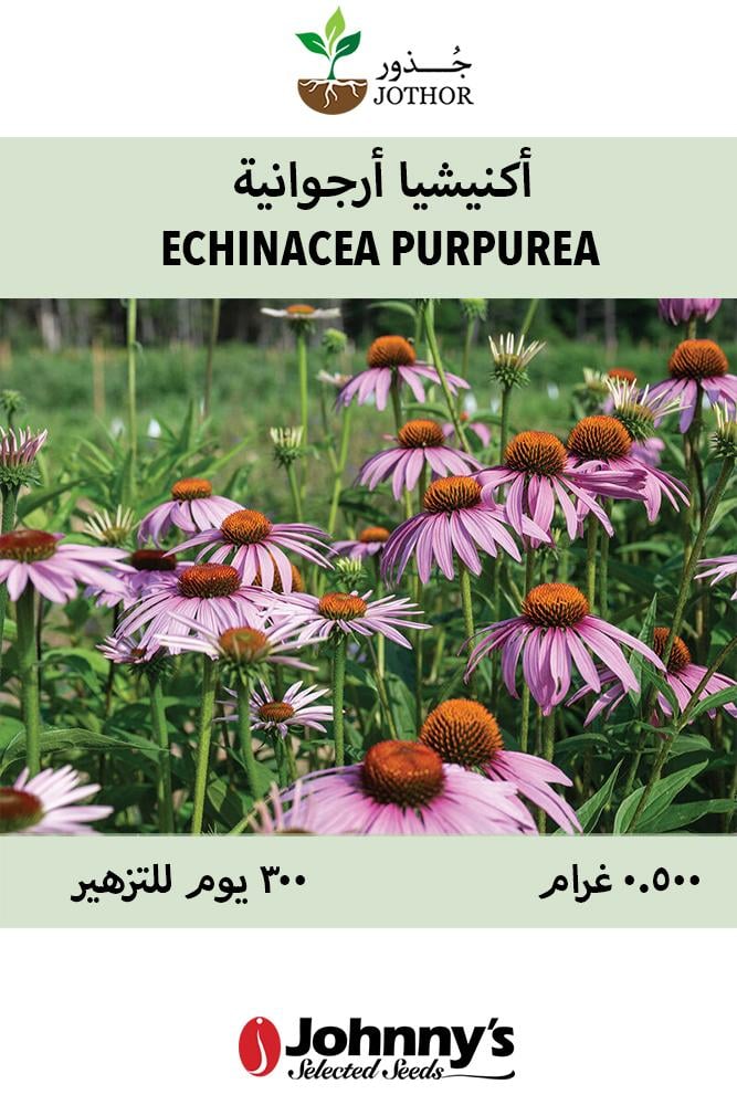 بذور اكنيشيا ارجوانية - Echinacea purpurea Seeds