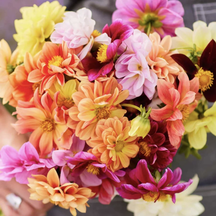 بذور داليا ايرلي بيرد - Early Bird Dahlia Seeds