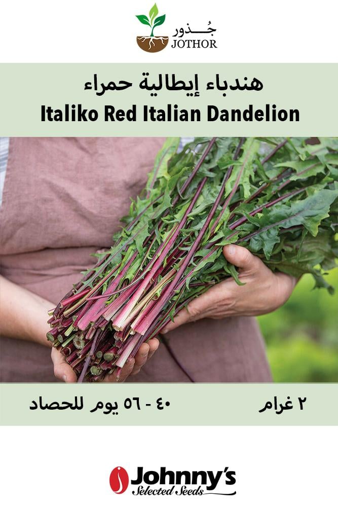 بذور هندباء ايطالية حمراء - Italiko Red Italian Dandelion Seed