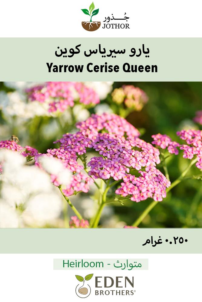 بذور يارو سيريس كوين "أخيليا" - Achillea White Yarrow Seeds