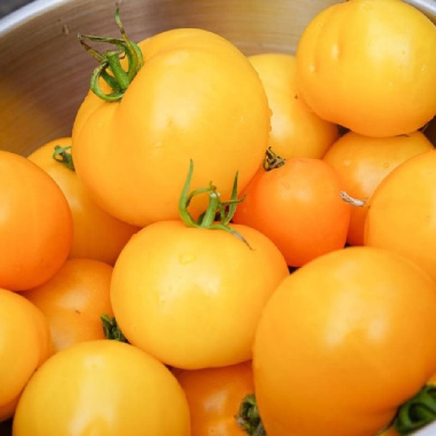 بذور طماطم يوبيل الذهبي - Golden Jubilee Tomato Seeds