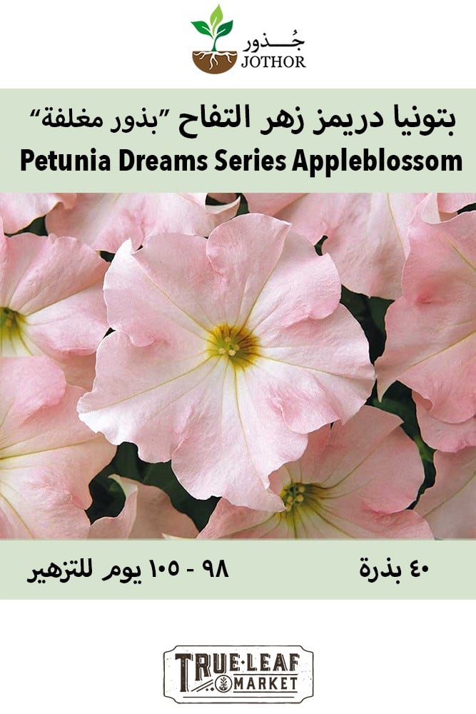 بذور بتونيا دريمز زهر التفاح - Dreams Series Appleblossom Petunia Seeds