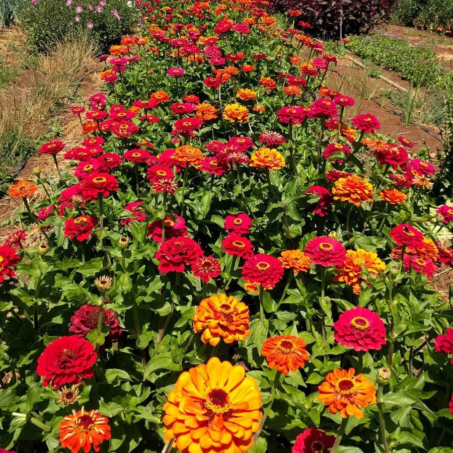 بذور زينيا كرة النار - Fireball Blend Zinnia Seeds