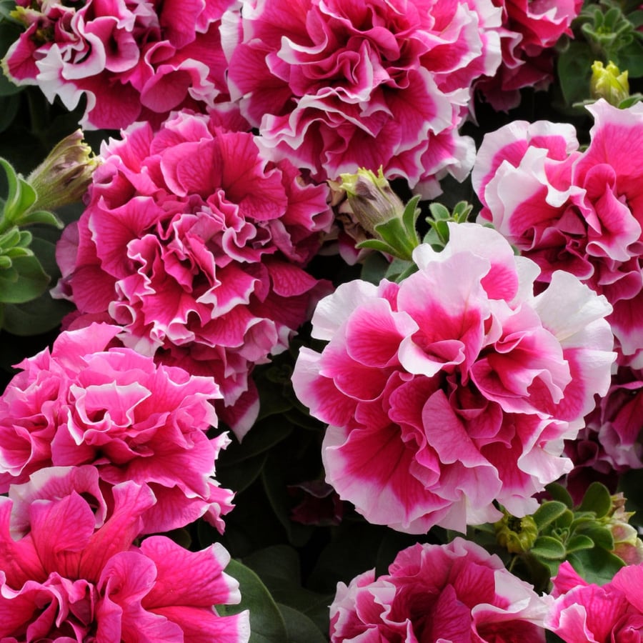 بذور بتونيا مزدوجة أبيض وروز - Double Madness Series Rose and White Petunia Seeds