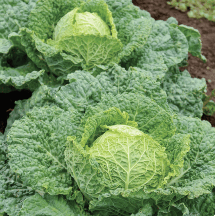 بذور ملفوف ألكوسا - Alcosa (F1) Cabbage Seeds