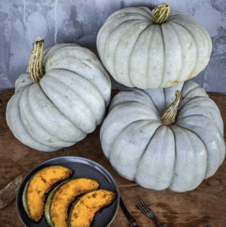 بذور يقطين جاردييل - Pumpkin Jarrahdale Seeds