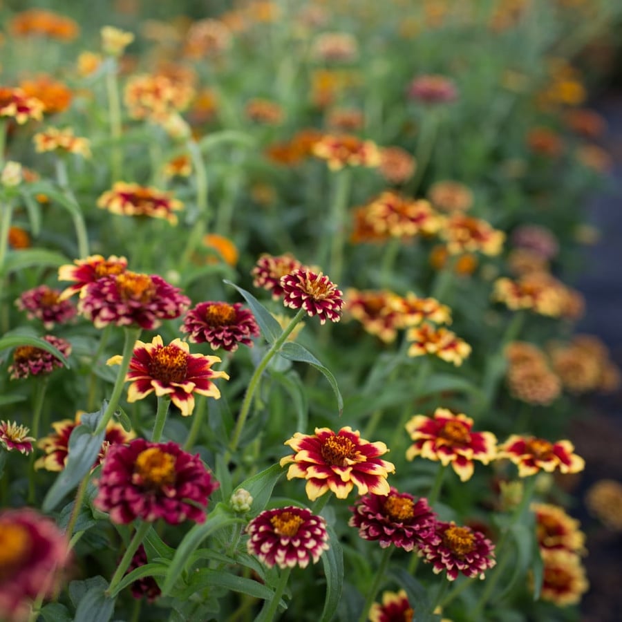 بذور زينيا غروب الشمس - Aztec Sunset Mix Zinnia Seeds