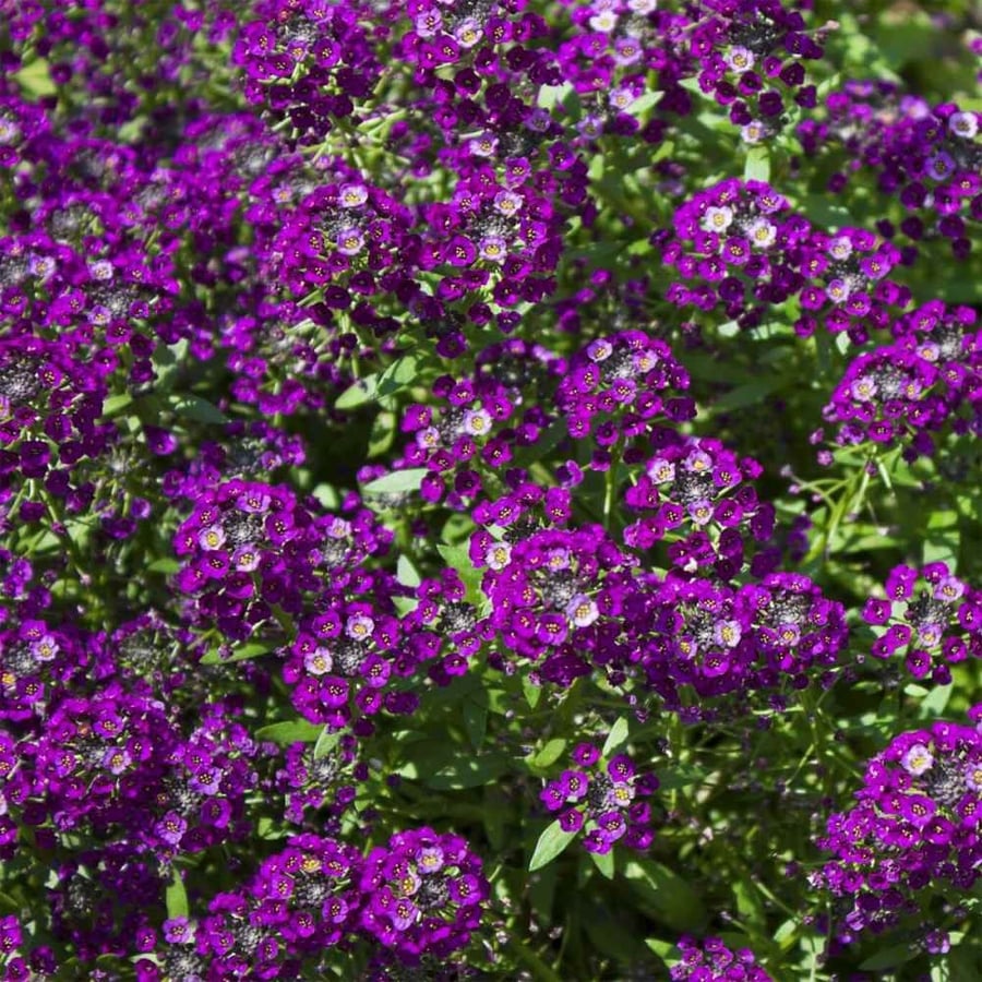 بذور اليسيوم البنفسج - Oriental Nights Alyssum Seeds