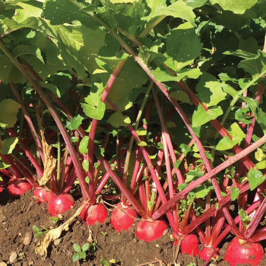 بذور فجل ريد كينج - Red King 2 Radish Seeds