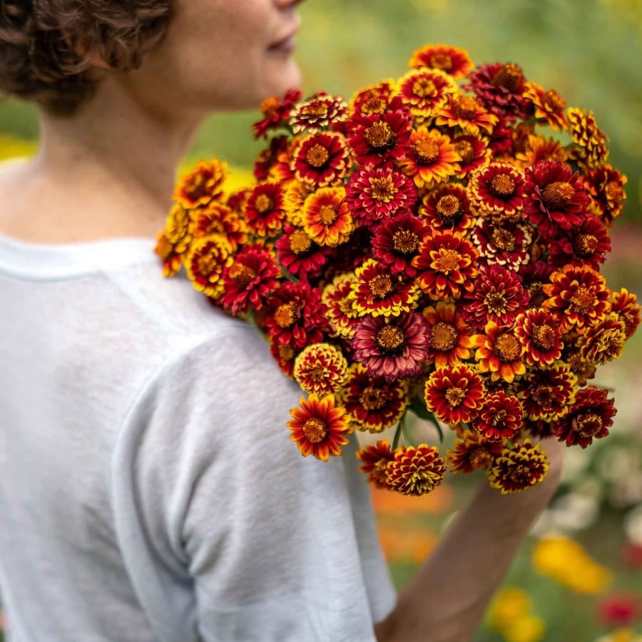 بذور زينيا غروب الشمس - Aztec Sunset Mix Zinnia Seeds