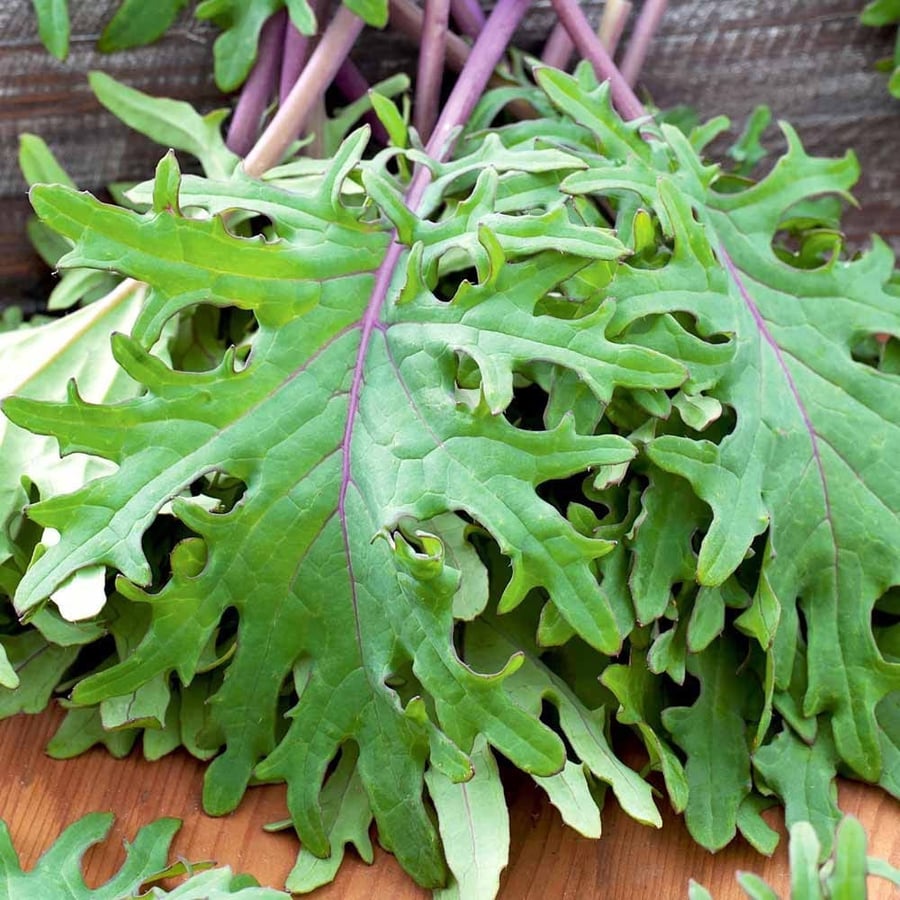بذور كيل روسي أحمر - Kale Red Russian Seeds