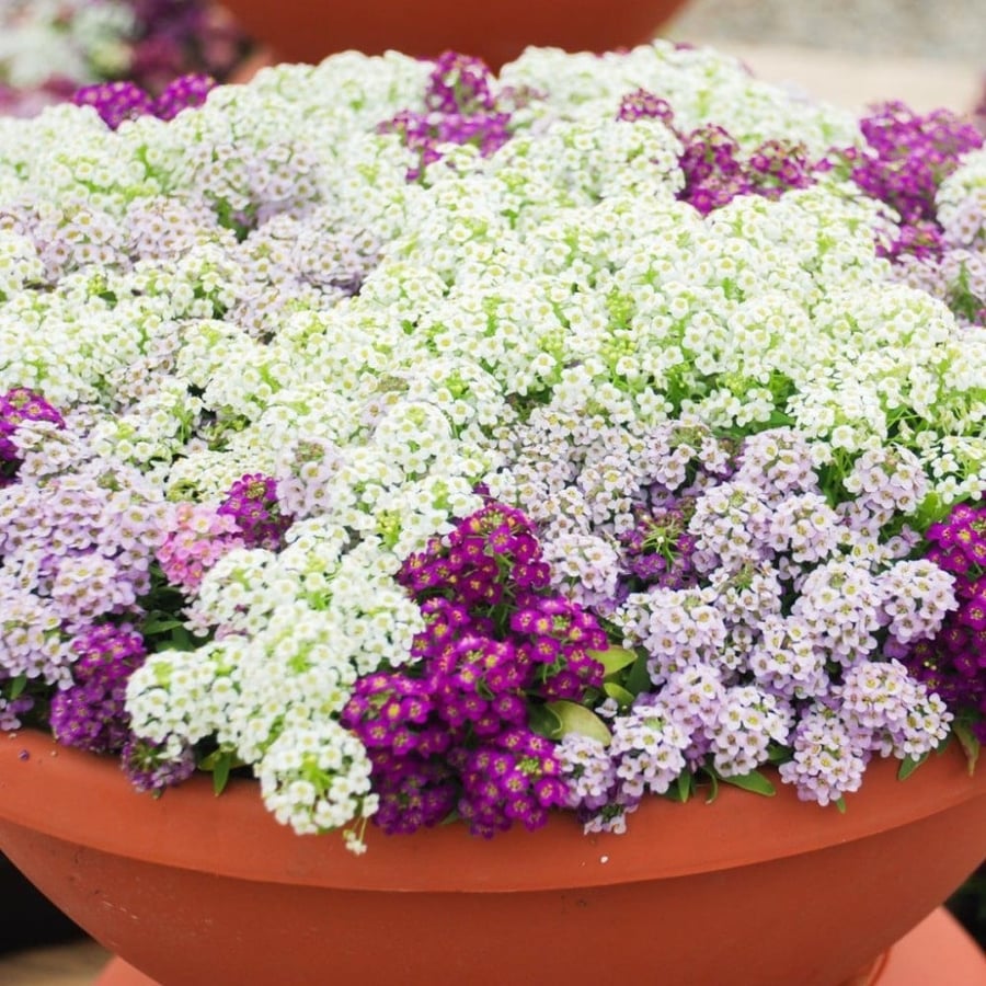 بذور اليسيوم ماجيك الملونة - Magic Circle Mix Alyssum Seeds