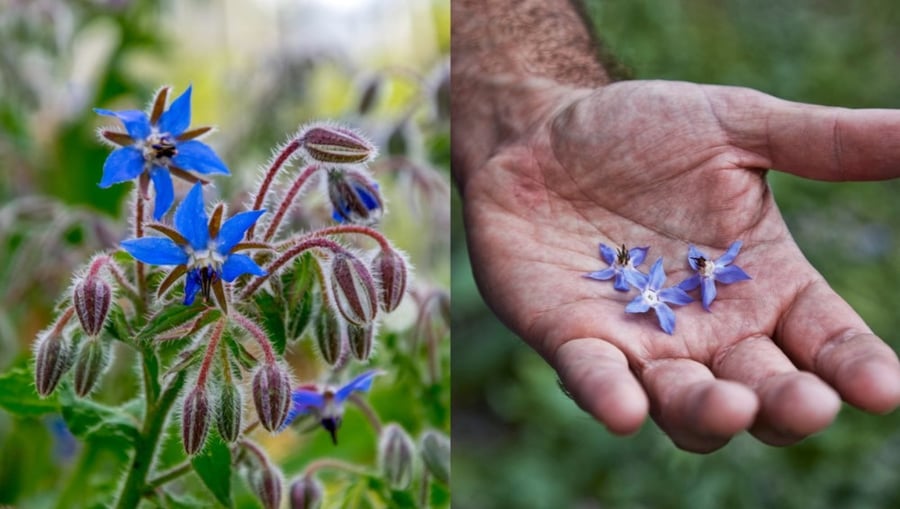 بذور لسان الثور بوراج - Borage Seeds