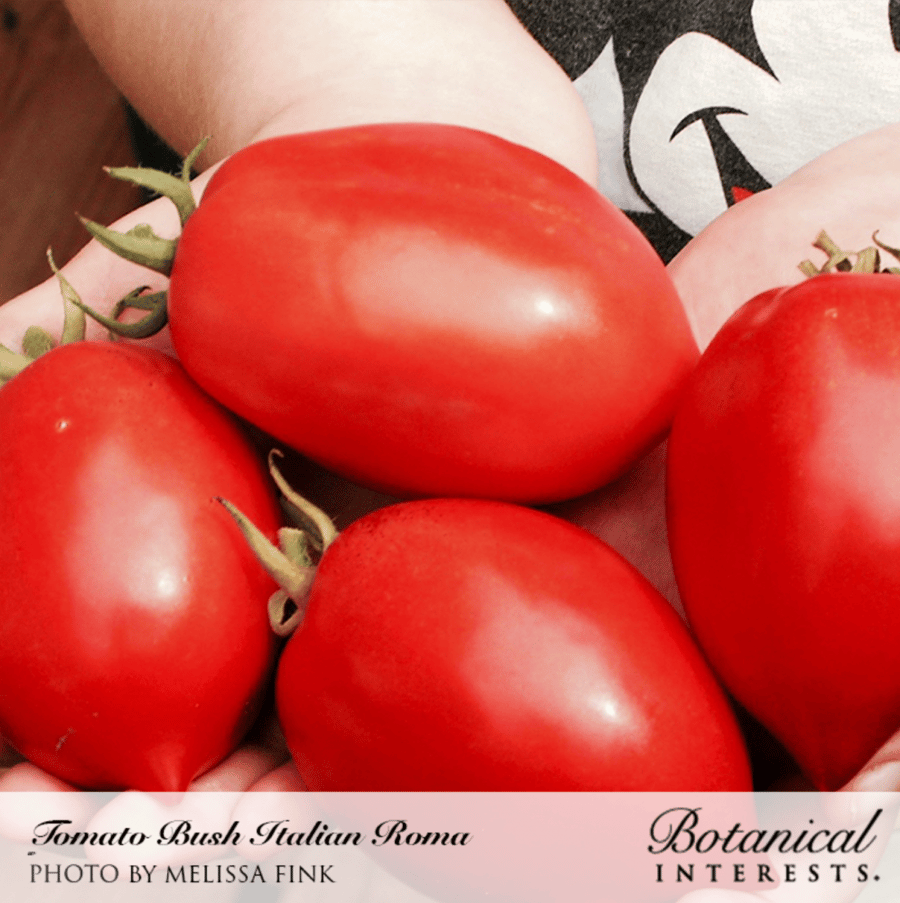 بذور طماطم روما الإيطالي "قزمية" - Italian Roma Bush Tomato Seeds