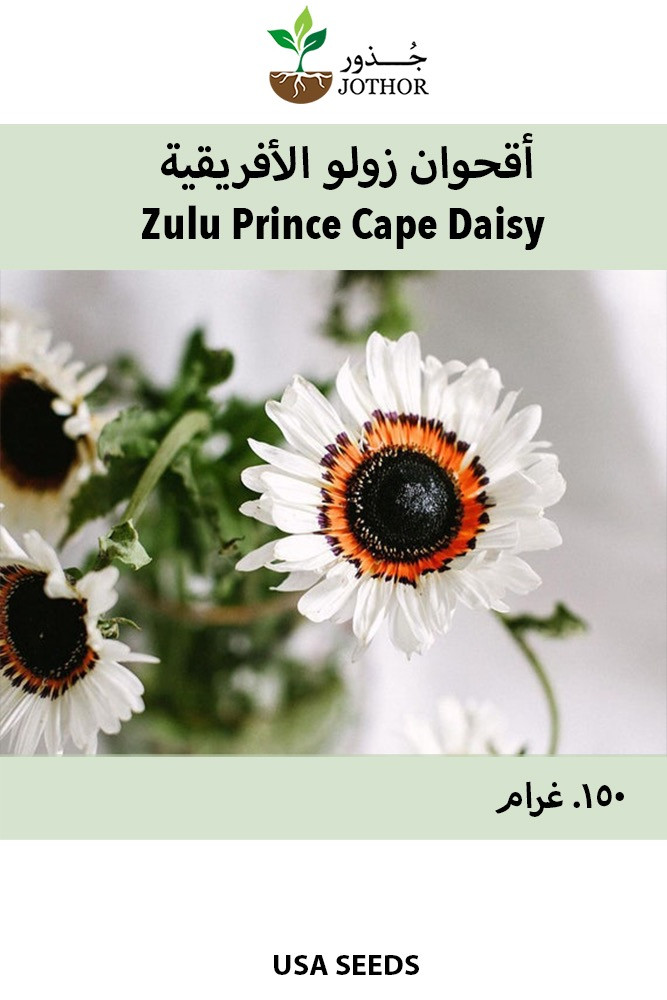 بذور اقحوان زولو الأفريقية - Zulu Prince Cape Daisy Seeds