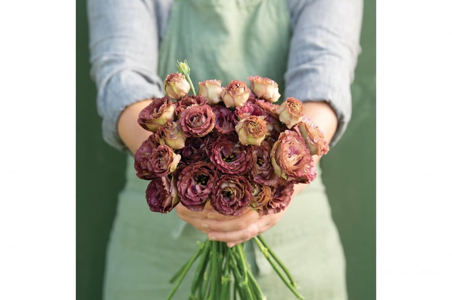 بذور ايستوما بنية - Rosanne 3 Brown Pelleted (F1) Lisianthus Seeds